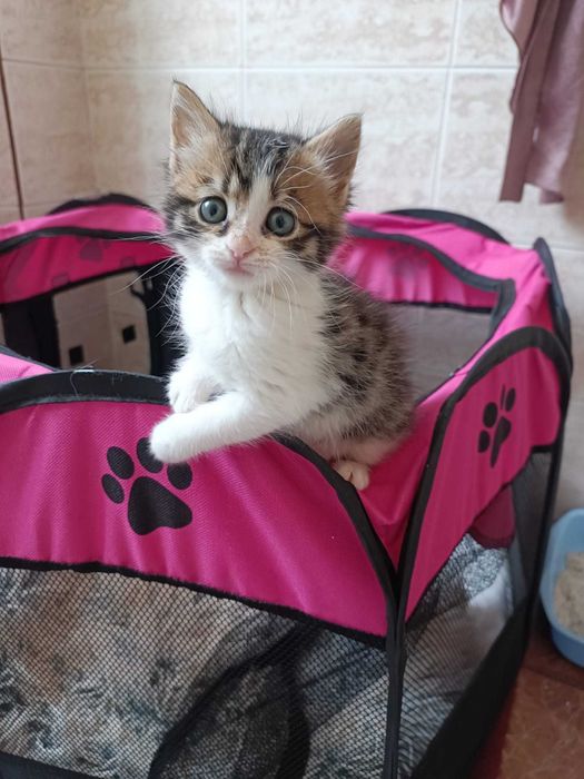 Търся дом за 3 прекрасни котенца