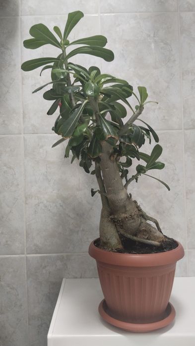 Продам адениум (роза пустыни)