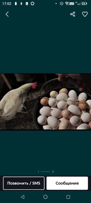 Куры несушки Легорн