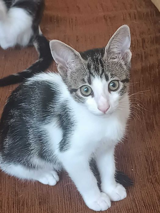 Котята и их мама ищут дом!