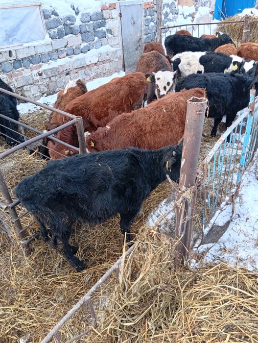 Продам бычок телка