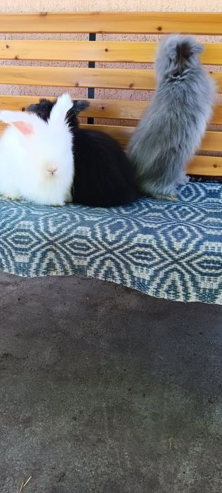 Iepuri angora englez