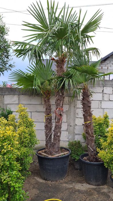 Vând palmieri trachycarpus fortunei rezistenți la îngheț