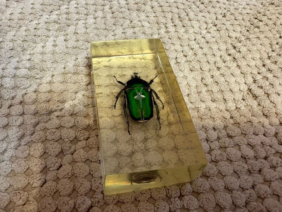 Продам набор насекомых в смоле.