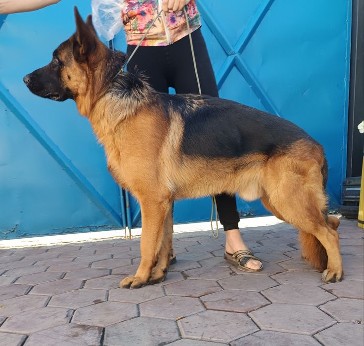 Вязка кобель немец