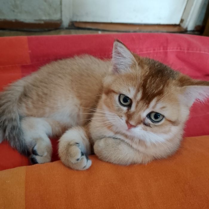 Золотые британцы