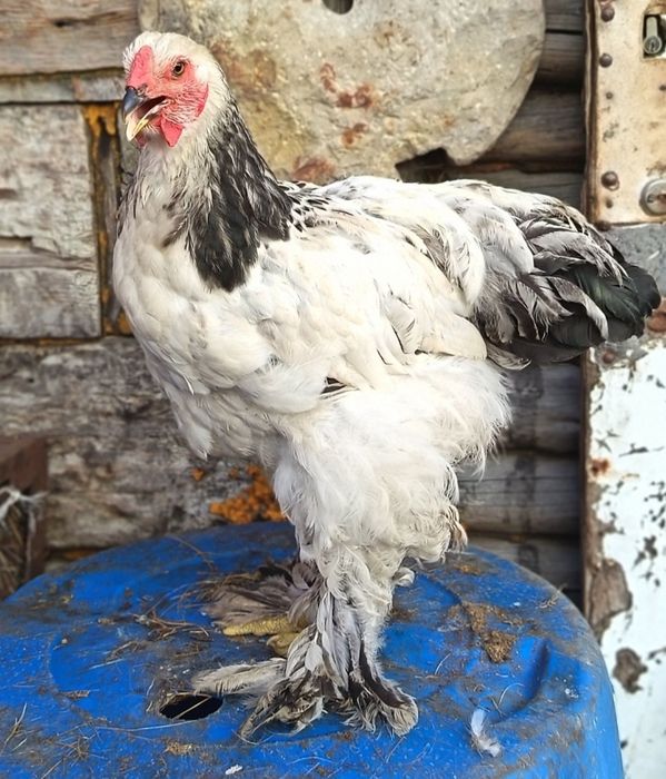Продам петухов брама