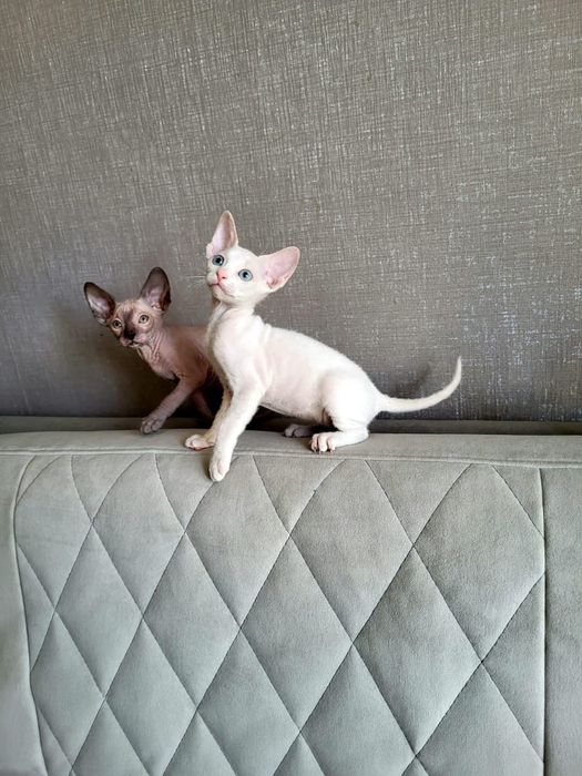 Элитные Котята Донские Сфинксы.