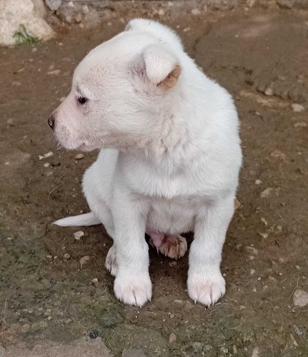 Кученца за подаряване.