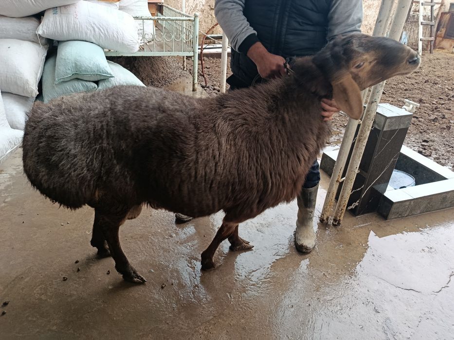 Qochqor sog'lom 1 ta