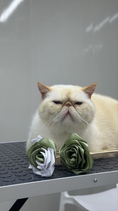 Груминг кошек, профессионально