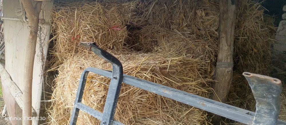 Пчан прес. Юмшоқ ўт