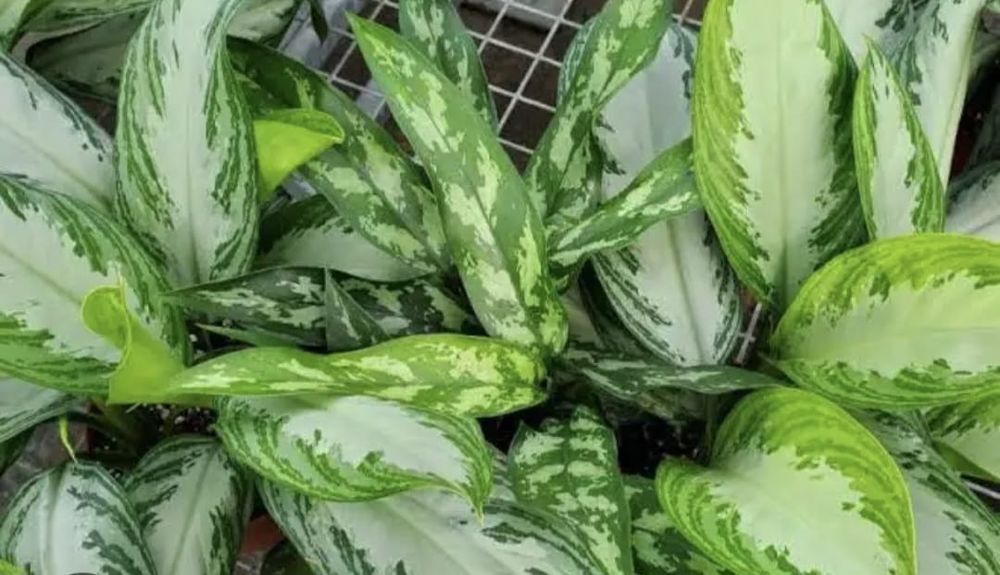 Продам Аглаонему.