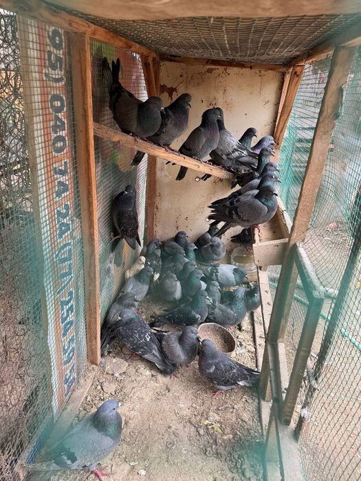 Каптарла сотилади йовойи