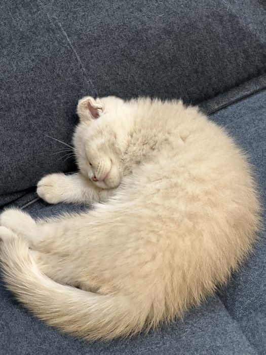 Продается котенок фолд веслоухый