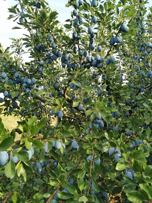 Vând prune diverse soiuri