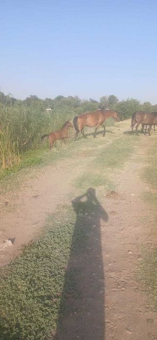 Ona,bola biya kelishtirib bervoraman.