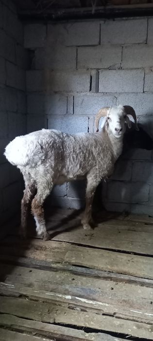 Семіз қошқар сатылады ауырмаган