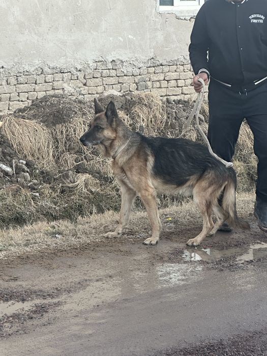 Ovcharka sotiladi toza qonli