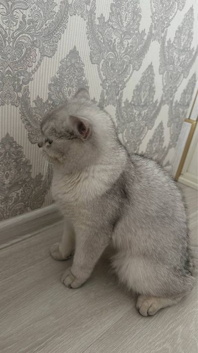 Продаю 8 месячного кота