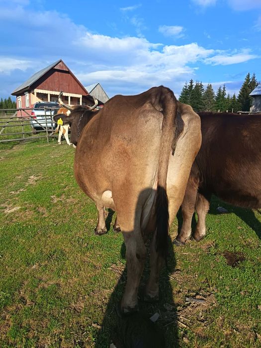 Vaca  de vanzare