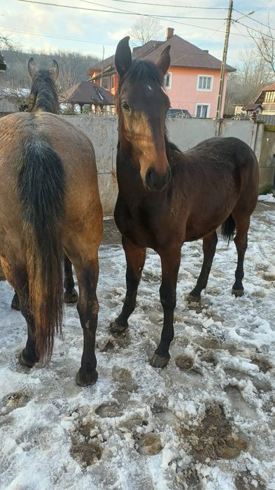 Mânz în vârstă de un an