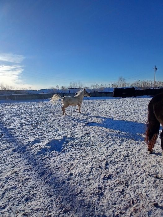 Продам жеребьёвка с кобылкой