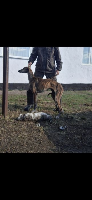 Продам хорт сучку