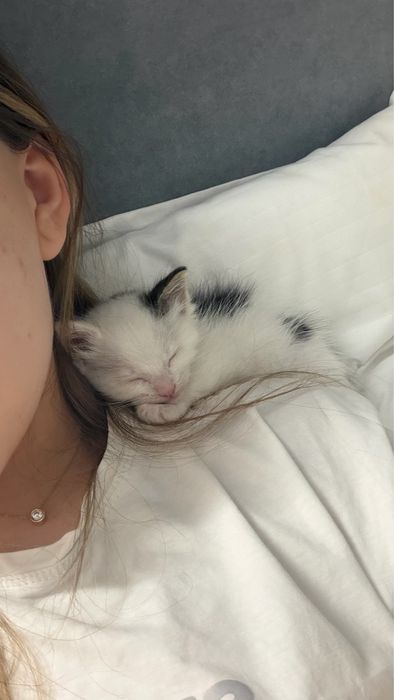 Отдам котенка один месяц