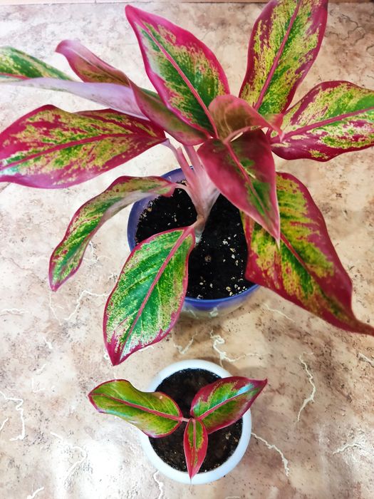 Цветок Аглонема,