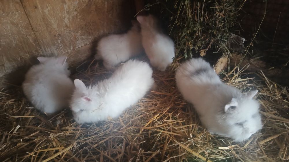 Vând masculi iepurași cap de leu rasa pura