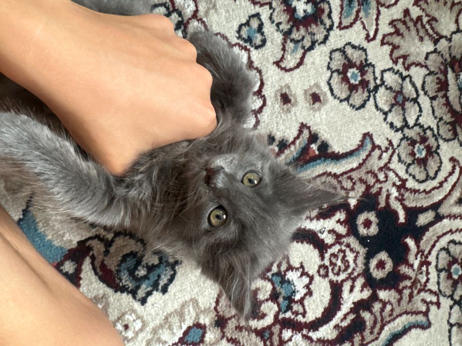 котенок британский