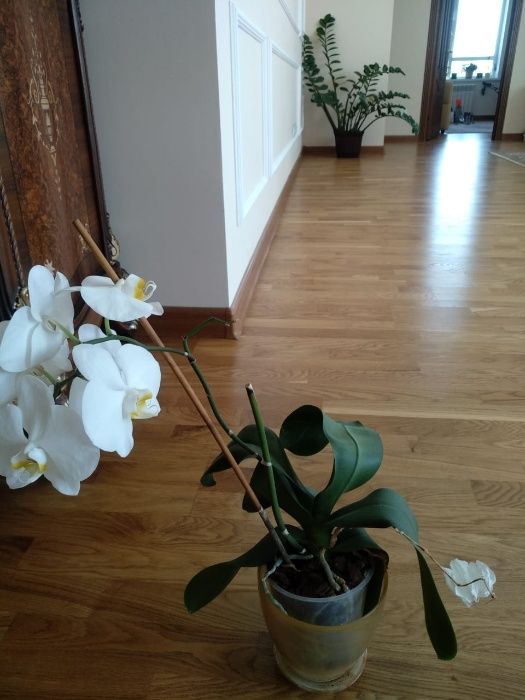 цветы в горшках разные