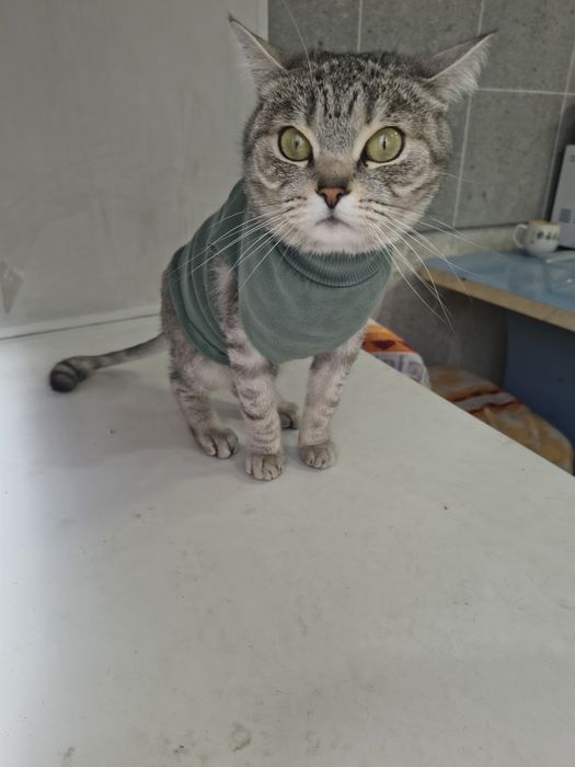 Отдам породистую кошечку