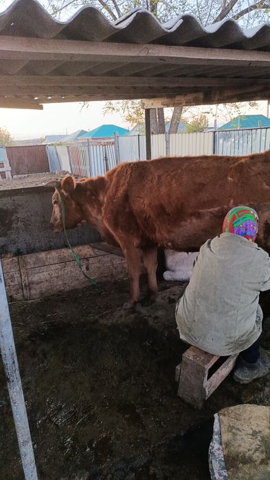 Продам дойную корову красно степной породы,в возрасте пяти лет.