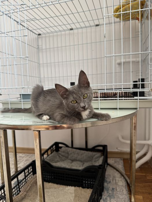 Котята Ася в добрые руки бесплатно девочка 3 месяца