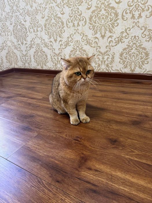 Продаётся Британский золотистый шиншилла малчик