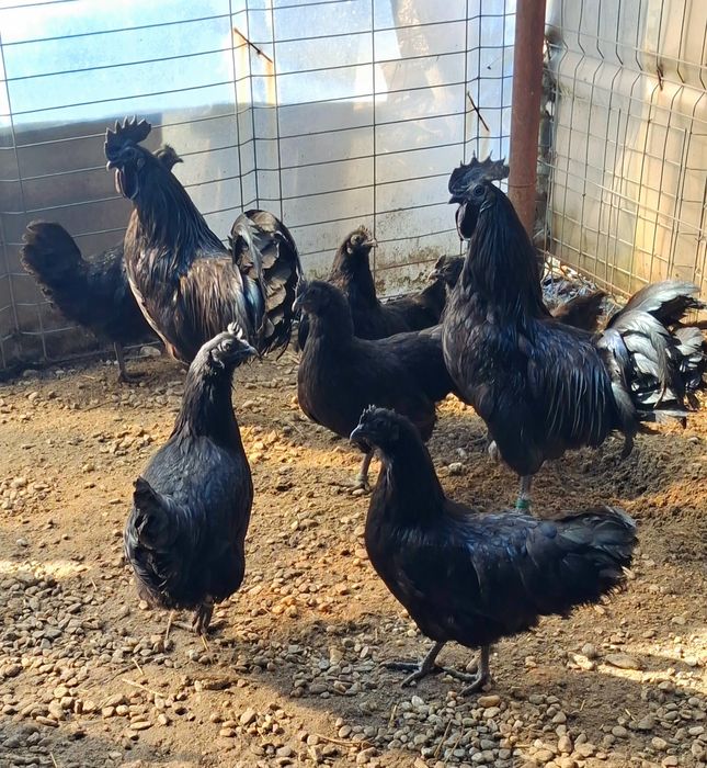 Gaini  Ayam Cemani