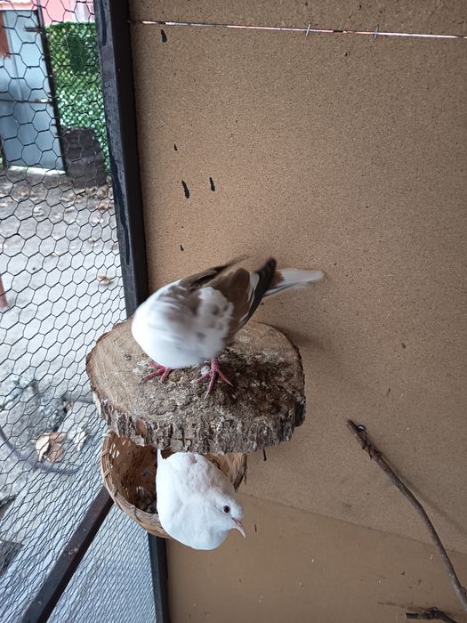 Гугутки смехурки