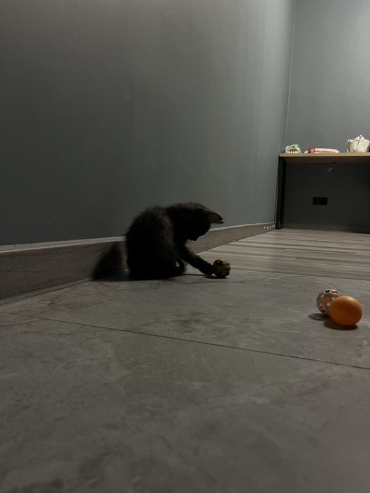 Отдадим котенка, 2 месяца