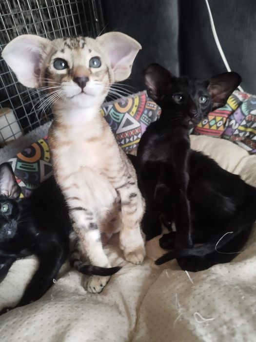 Питомник орсилэнд предлагает резерв ориентальных котят