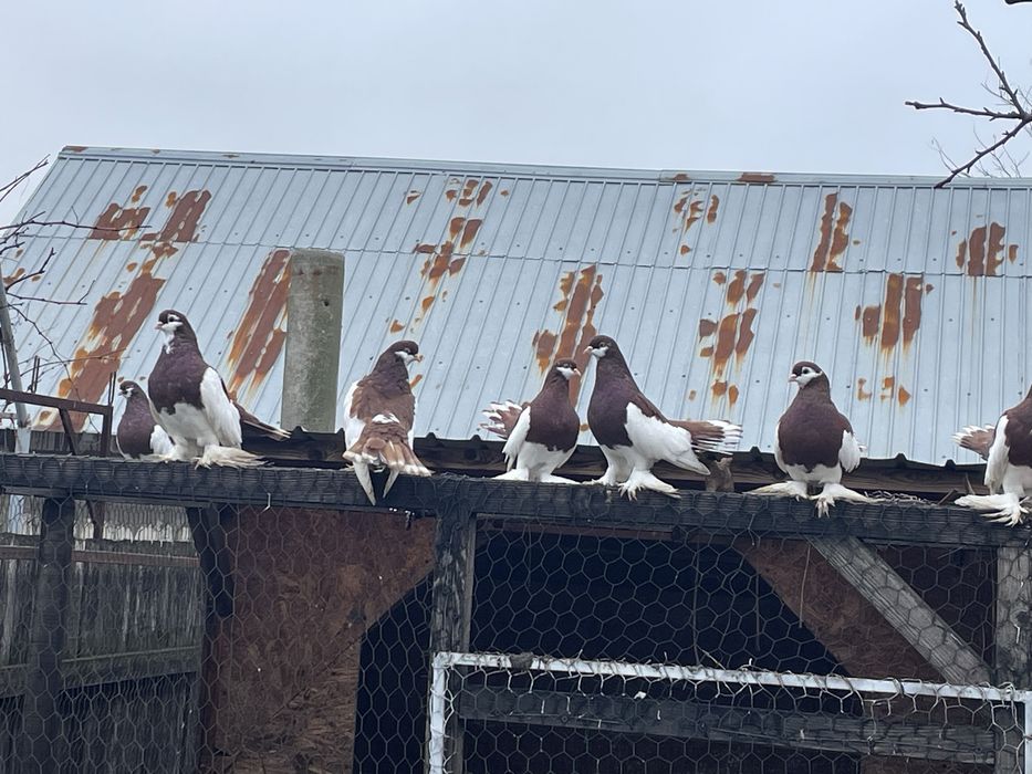 Porumbei Volga Maturi