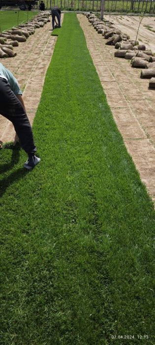 Gazon   Rulon.    Yevro   urug.   ishonchli  sepip berish va yotgizish