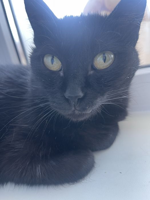 Отдам кошечку в добрые руки