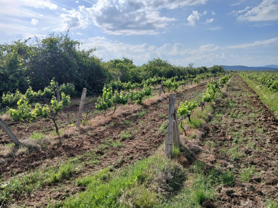 Продава се Земеделски имот в с. Карабунар, Област Пазарджик -  кв.м за 2 €/дка - Снимка #7