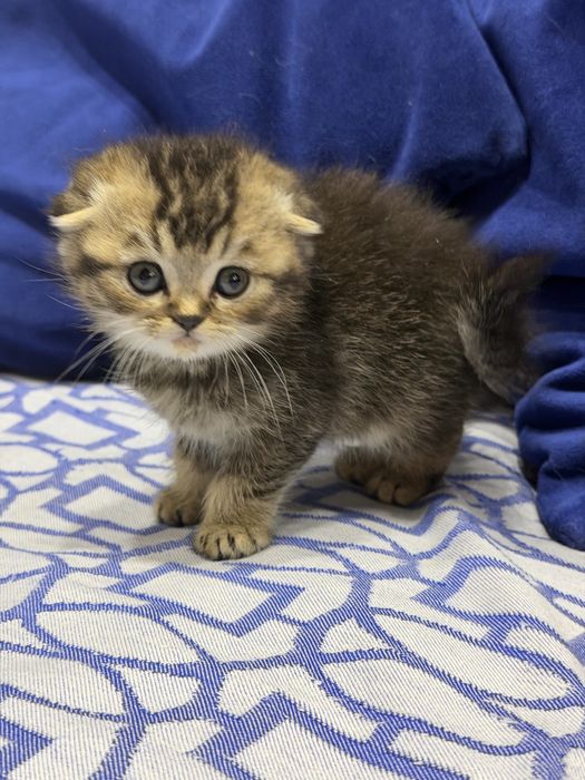 Шотланский Скоттиш Фолд!