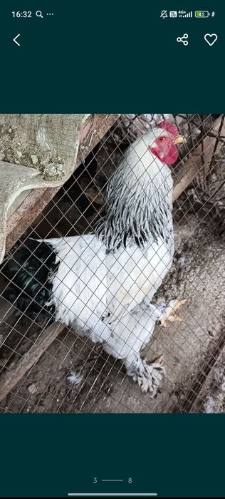 Brama xorozlar sotiladi