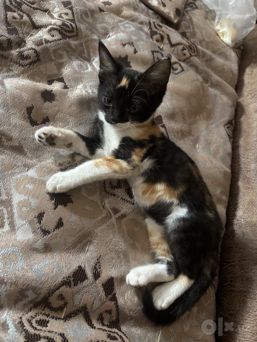 Котёнок в хорошую семью