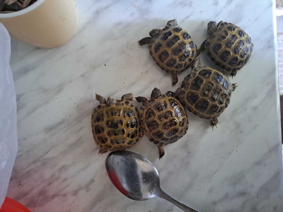 Черепаха toshbaqa чистые домашные kamida 2 tadan beriladi