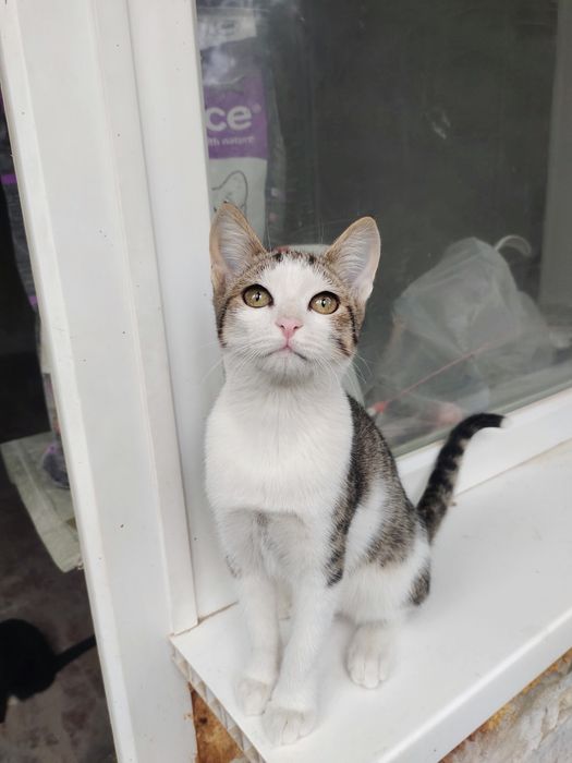 Отдам котенка в добрые руки